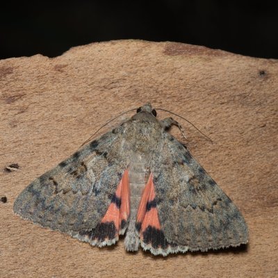 Catocala puerpera (stužkonoska vzácná), Hrušovany u Brna