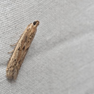 Homoeosoma nebulella (zavíječ slunečnicový), PP Milovická stráň