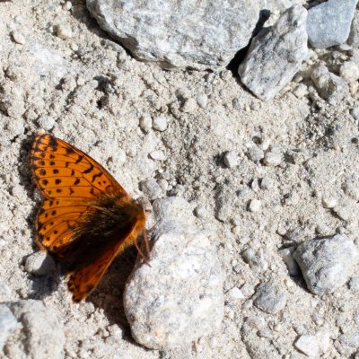 Boloria pales (-), CH, Fiesch