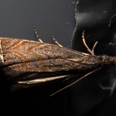 Platytes cerussella (travařík lipnicový), Hády