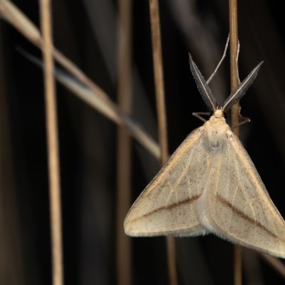 Aspitates gilvaria (-), PP Černice