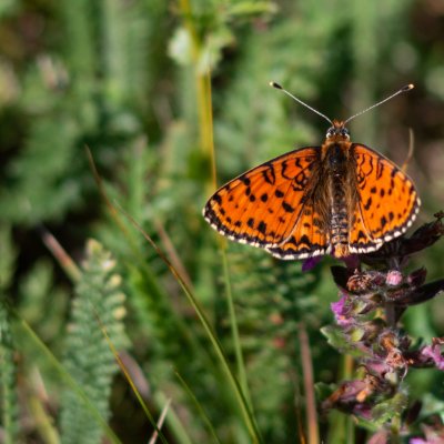 Melitaea didyma (hnědásek květelový), Hnanice