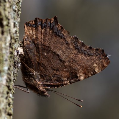Nymphalis polychloros (babočka jilmová), Helenčina studánka