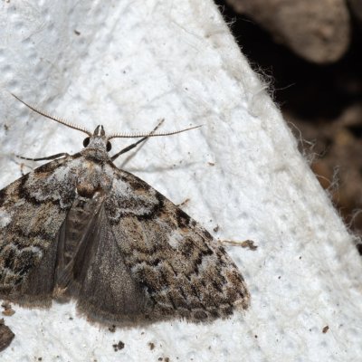 Meganola strigula (drobnuška buková), Žebětín