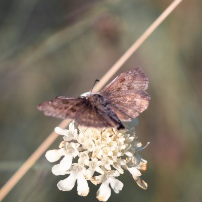 Erynnis tages (soumračník máčkový), PP Černice