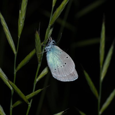 Glaucopsyche alexis (modrásek kozincový), NPP Stránská skála