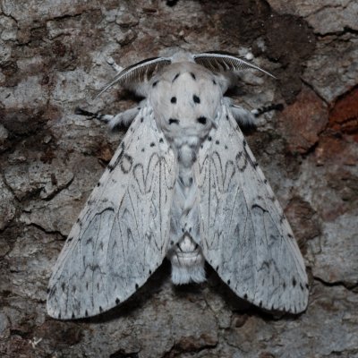 Cerura erminea (hranostajník bílý), Devět křížů