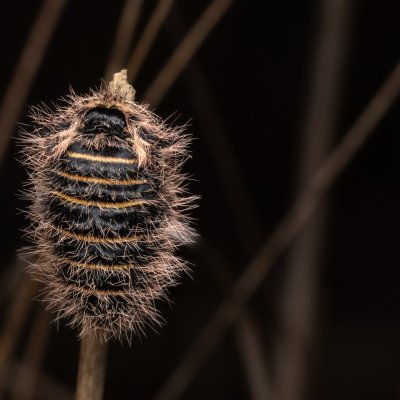 Lycia zonaria (drsnokřídlec bělopásný), PP Člupy