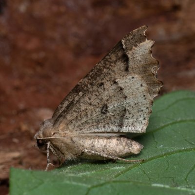 Odontopera bidentata (zejkovec dvojzubý), Devět křížů