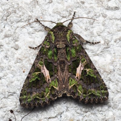 Trachea atriplicis (blýskavka lebedová), Melč, Mokřinky