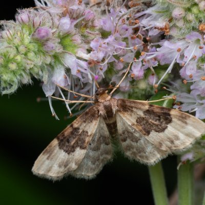 Idaea rusticata (žlutokřídlec polní), PP Střelická bažinka