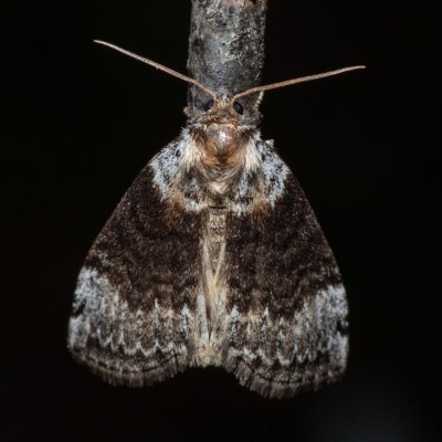 Tetheella fluctuosa (můřice březová), NPR Radostínské rašeliniště