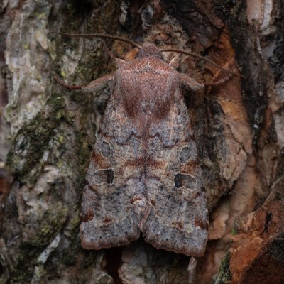 Orthosia incerta (jarnice březnová), PR Studnické louky