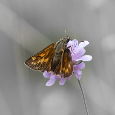Ochlodes sylvanus (soumračník rezavý), SLO, Škocjanské jeskyně