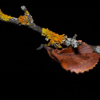 Gastropacha quercifolia (bourovec ovocný), PP Skalky u Sedlece