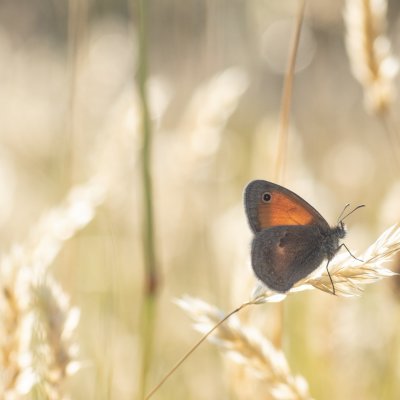 Coenonympha pamphilus (okáč poháňkový), PR Kamenný vrch
