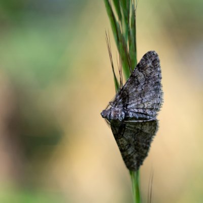 Cleora cinctaria (různorožec vřesový), PP Obůrky - Třeštěnec
