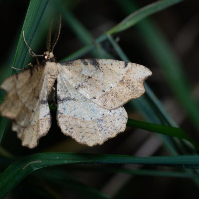 Artiora evonymaria (zejkovec brslenový), u PP Černice