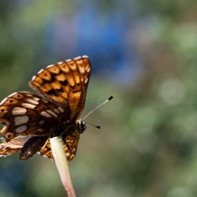 Hamearis lucina (pestrobarvec petrklíčový), PP Obůrky - Třeštěnec