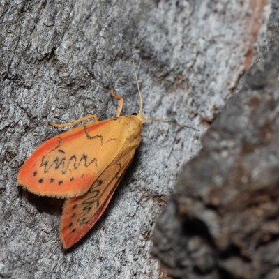 Miltochrista miniata (lišejníkovec půvabný), Hodonín - Zbrod