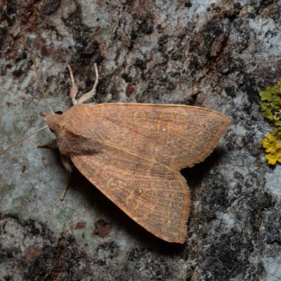 Xanthia ocellaris (zlatokřídlec topolový), Hády - odkaliště