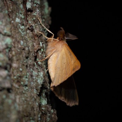 Colotois pennaria (zejkovec pozdní), Žebětín