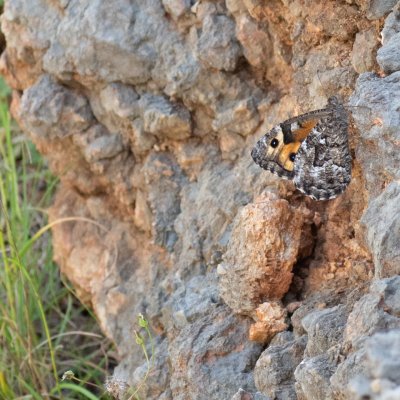 Hipparchia semele (okáč metlicový), HR, Cesarica