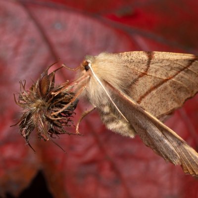 Colotois pennaria (zejkovec pozdní), PR Kamenný vrch