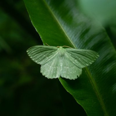 Geometra papilionaria (zelenopláštník březový), SLO, Rakov Škocjan