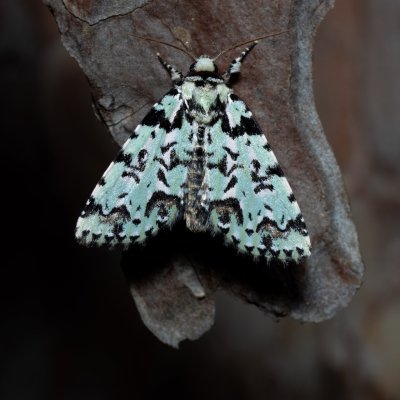 Moma alpium (šípověnka dubová), Kobylí