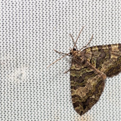 Hydriomena furcata (píďalka jívová), Kateřinská jeskyně