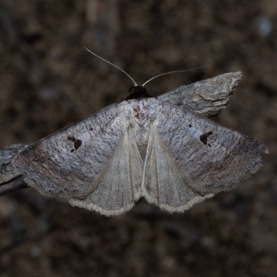Lygephila pastinum (hnědopáska obecná), NPP Červený kopec