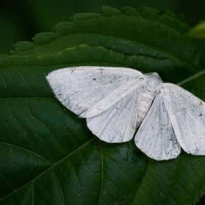 Lomographa bimaculata (tmavoskvrnáč dvouskvrnný), Nový hrad u Adamova