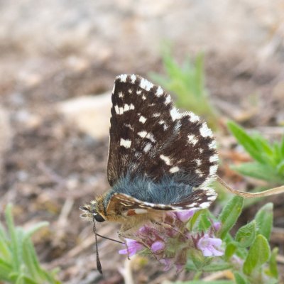 Spialia sertorius (soumračník skořicový), Hády