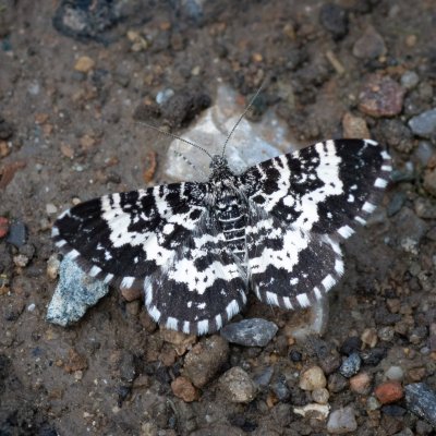 Epirrhoe hastulata (píďalka černá), Hostěnice