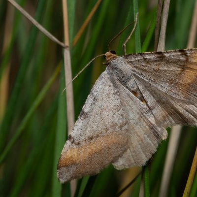 Macaria liturata (kropenatec sosnový), Podkomorské lesy, Kopeček