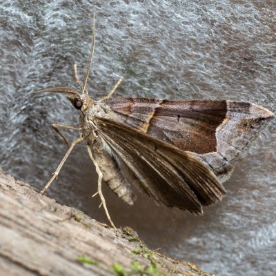 Scotopteryx moeniata (vlnočárník janovcový), Augšperský potok