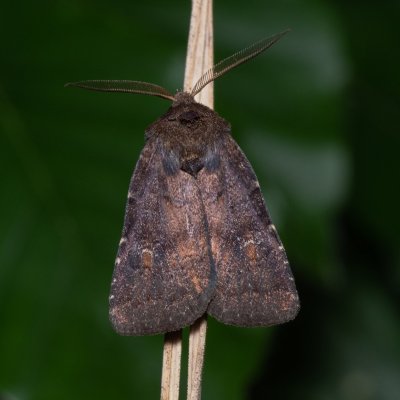 Charanyca ferruginea (blýskavka opencová), NS Bučín