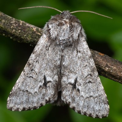 Acronicta menyanthidis (šípověnka vachtová), NPR Radostínské rašeliniště