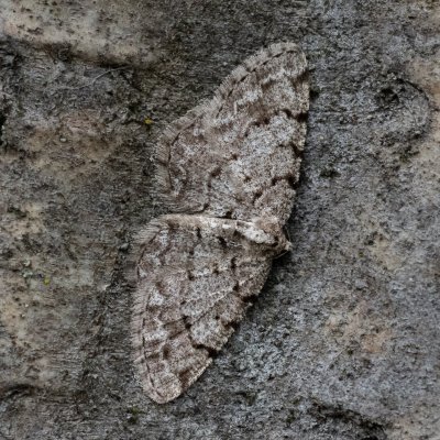 Aethalura punctulata (různorožec olšový), Augšperský potok