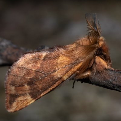 Ptilophora plumigera (hřbetozubec javorový), PR Kamenný vrch