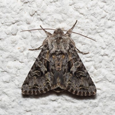 Hada plebeja (můra pampelišková), IT, Pfelders - Plan, Jižní Tyrolsko