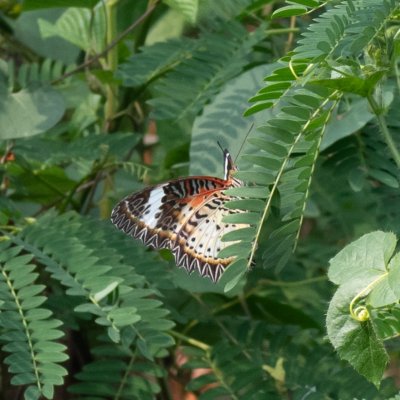 Cethosia cyane (babočka cyanská), TH, Krabi