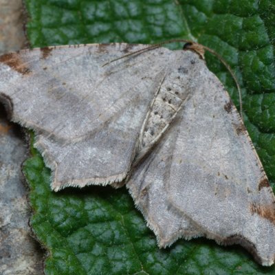 Macaria alternata (kropenatec dubový), PP Kavky