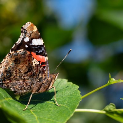 Vanessa atalanta (babočka admirál), Žebětín