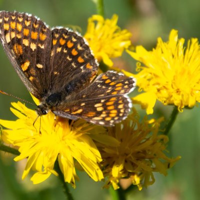 Melitaea athalia (hnědásek jitrocelový), SK, Štôla
