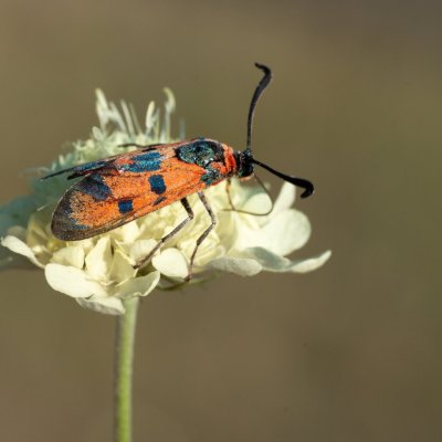 Zygaena laeta (vřetenuška pozdní), PR Kamenný vrch