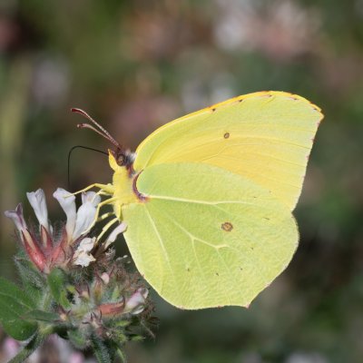 Gonepteryx cleopatra (žluťásek půvabný), GR, Aspiotades, Korfu