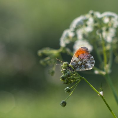 Anthocharis cardamines (bělásek řeřichový), Lužná