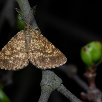 Ematurga atomaria (tmavoskvrnáč vřesový), PP Kavky